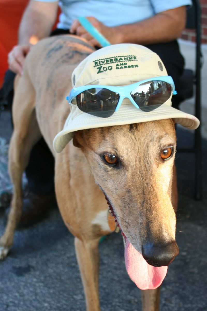 Greyhound Adoption Louisville KY