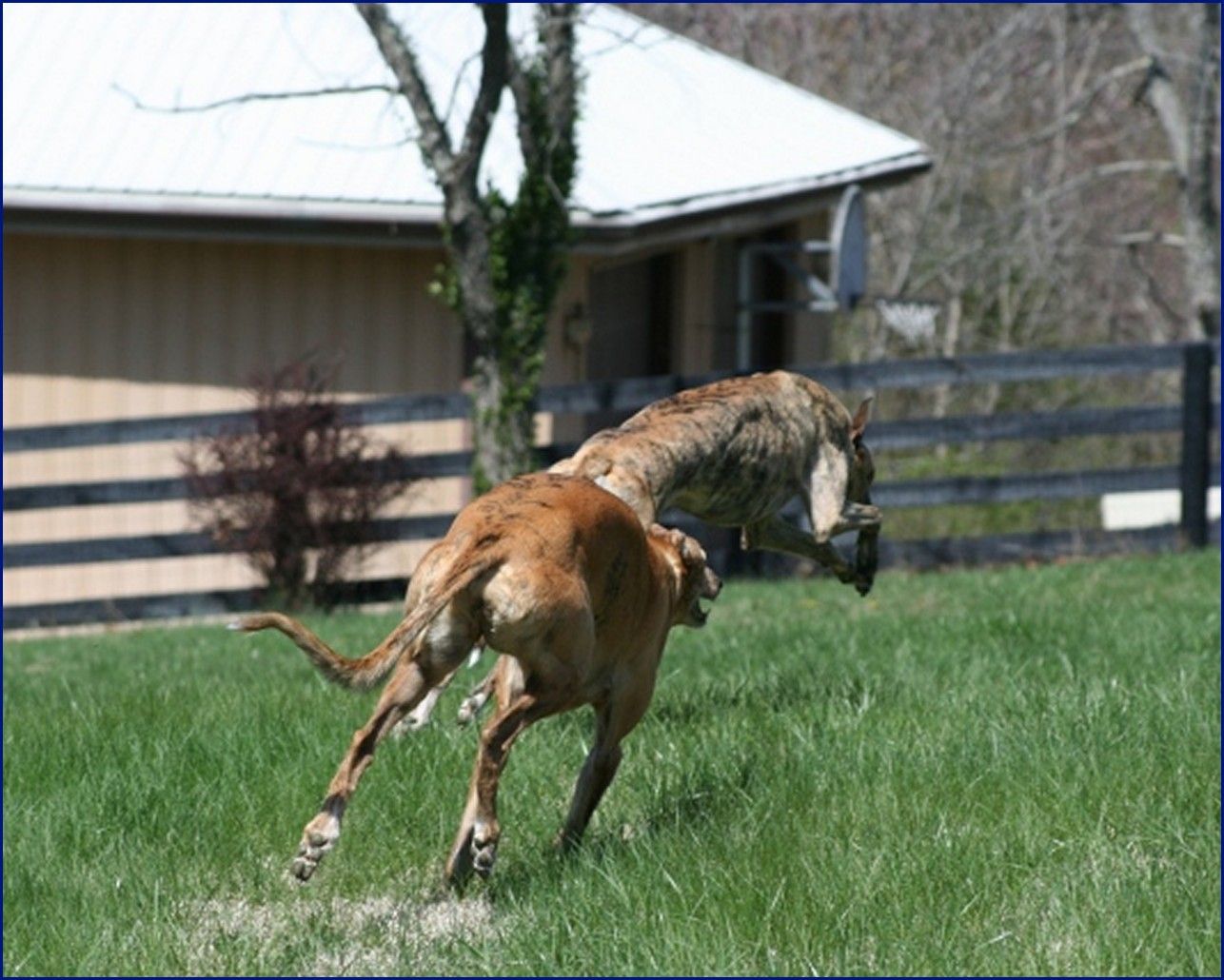Greyhound-Adoption-JS1.jpg