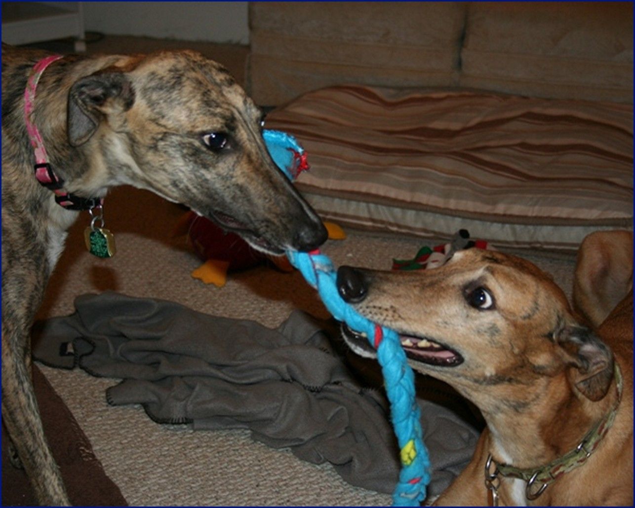 Greyhound-Adoption-JS5.jpg
