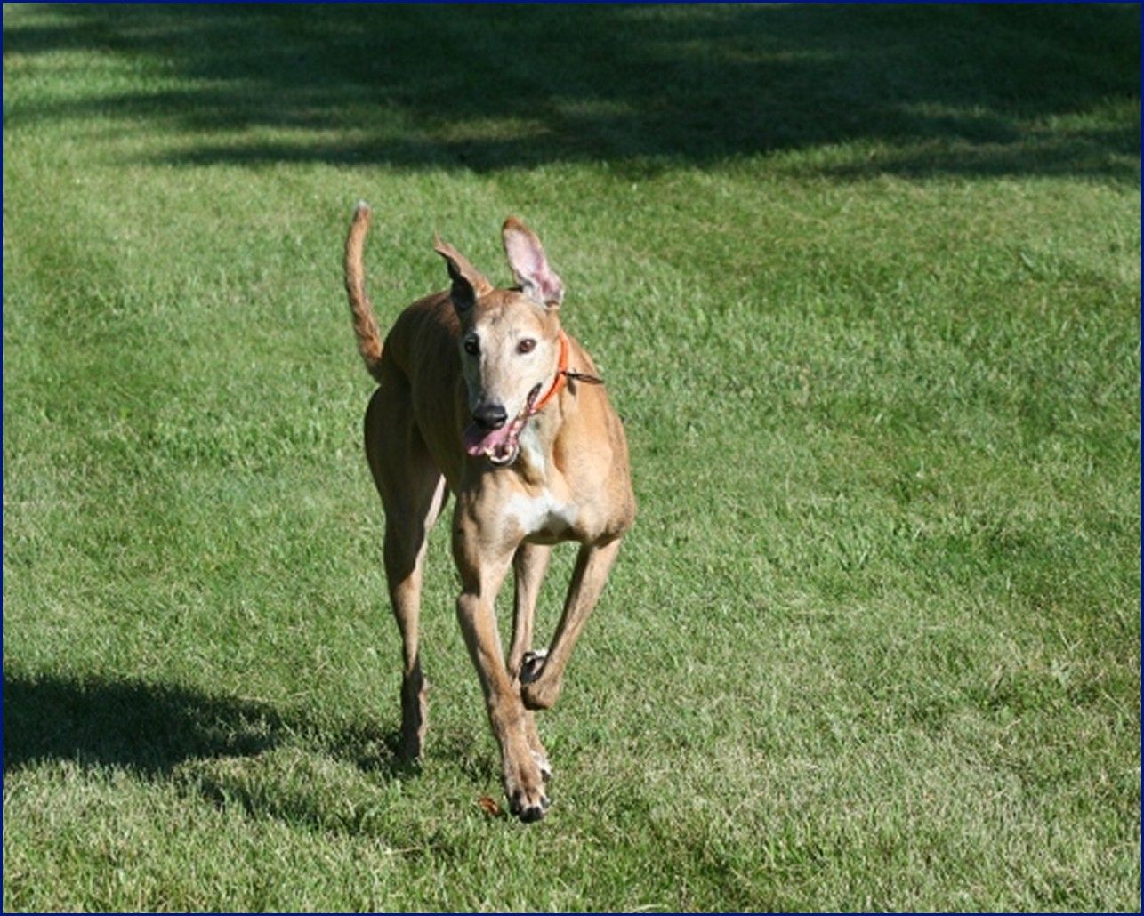 Greyhound-Adoption-Jack1.jpg
