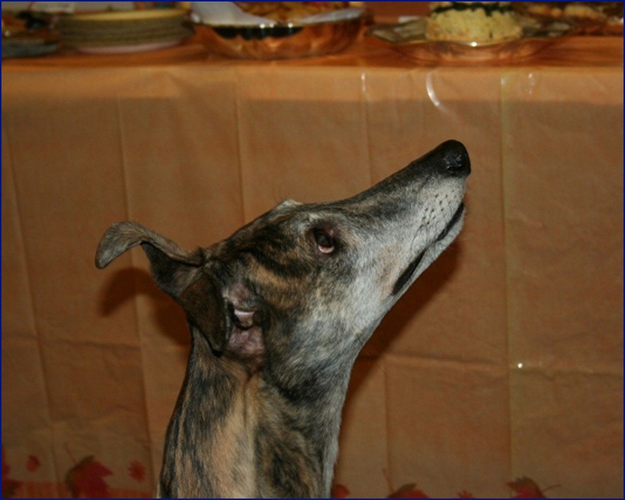 Greyhound-Adoption-BELLA-1-is-Michelles-pup.jpg
