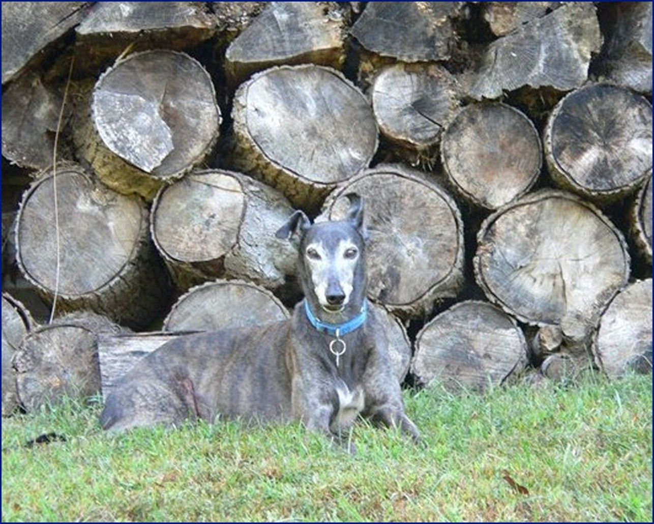 Greyhound-Adoption-Fuzzy1.jpg