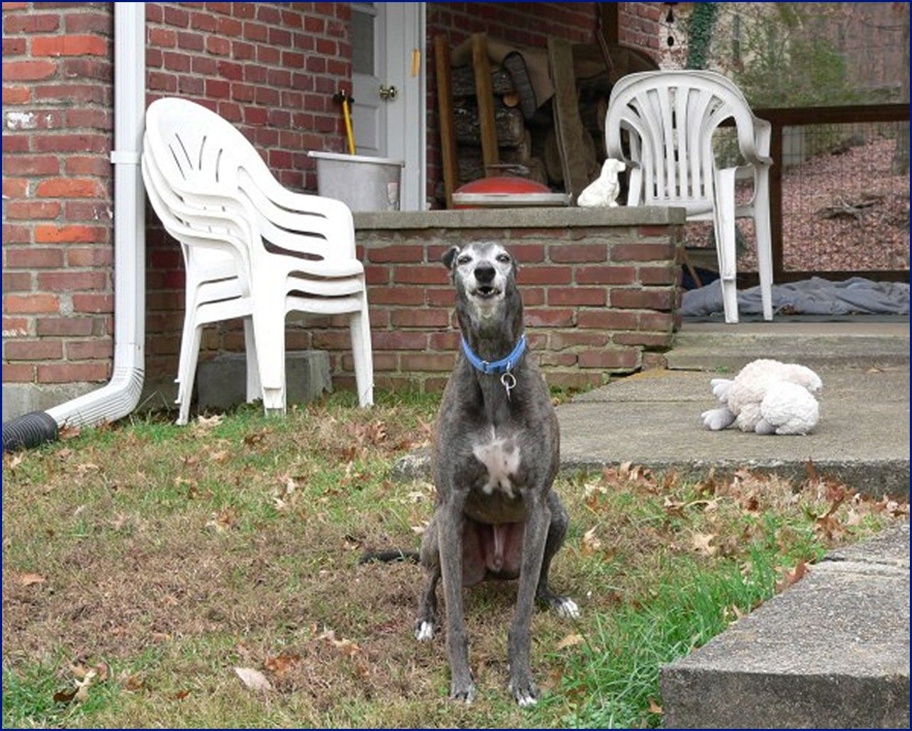 Greyhound-Adoption-Fuzzy3.jpg