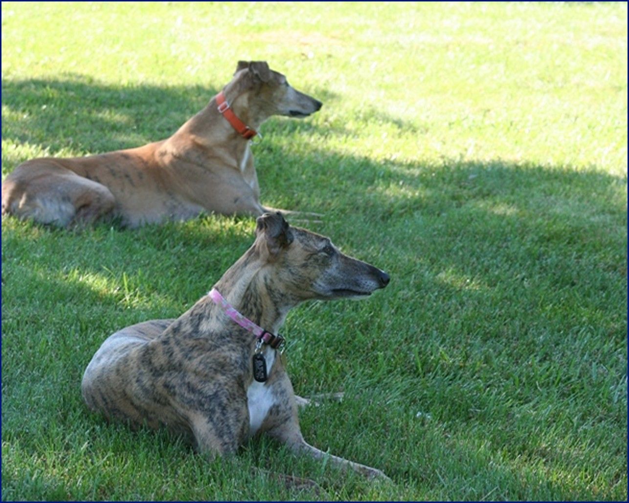 Greyhound-Adoption-JS2.jpg