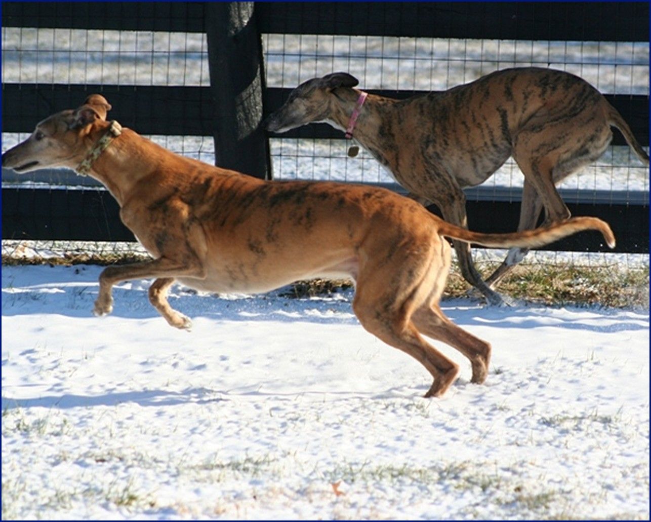 Greyhound-Adoption-JS3.jpg