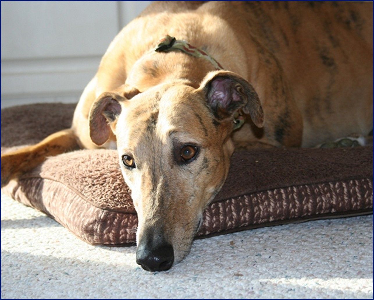 Greyhound-Adoption-Jack2.jpg