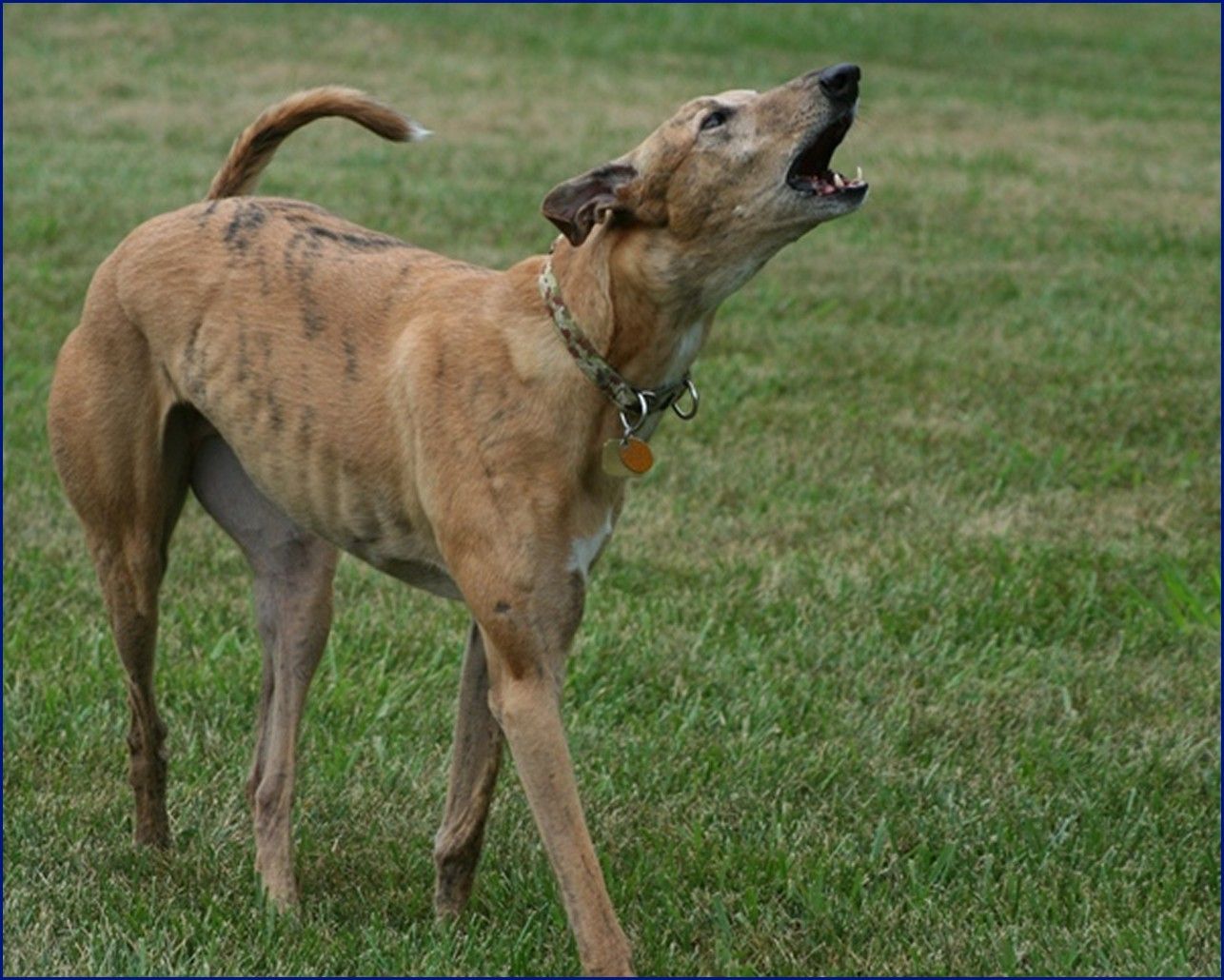 Greyhound-Adoption-Jack3.jpg
